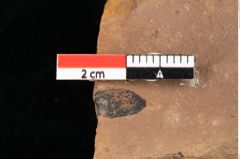 Foto (Detailansicht) von Xylomites pistaciae Ettingshausen (NHMW-GEO-2024-0188-0071d)